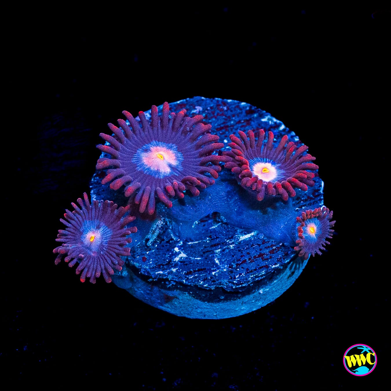 WWC Blue Steel Zoanthids