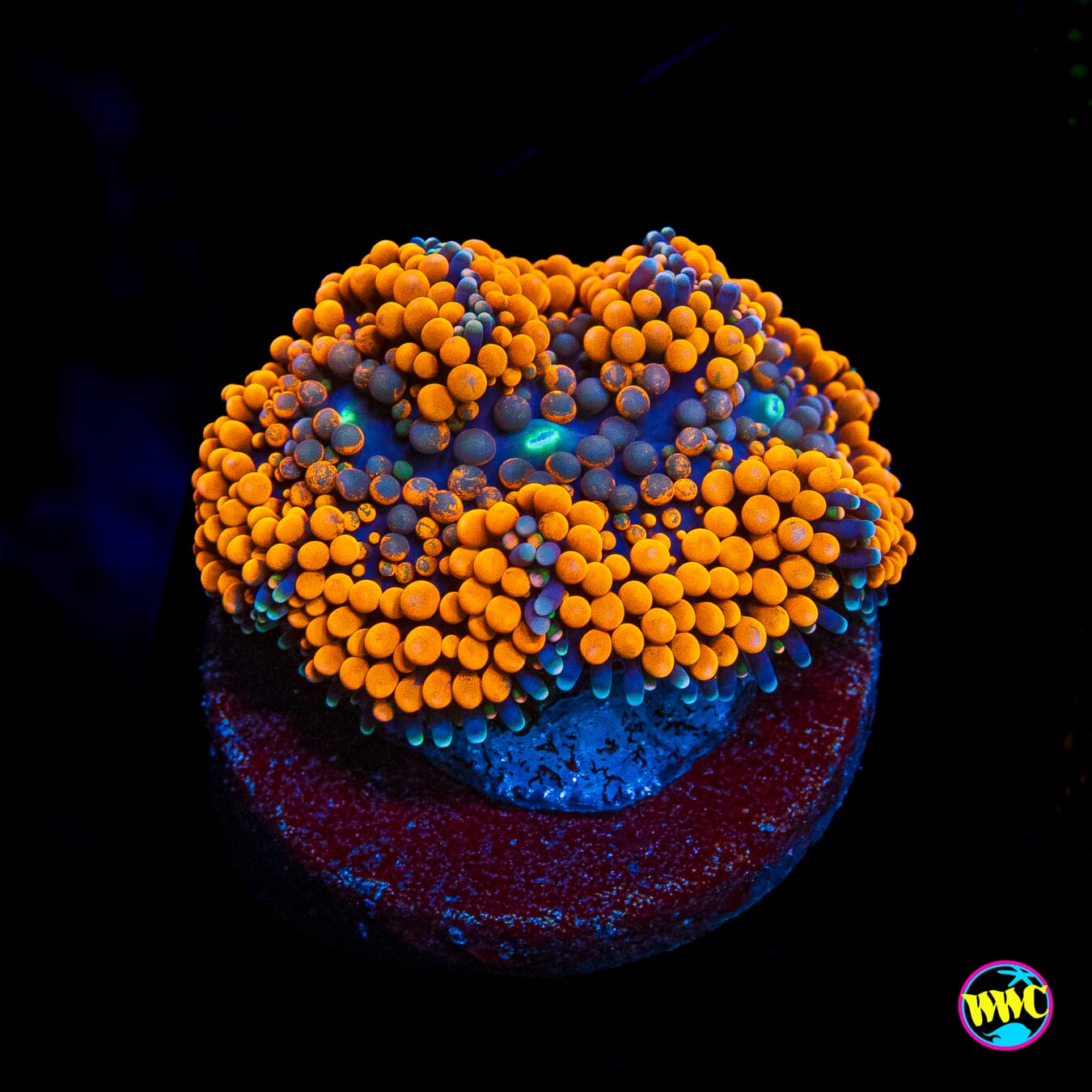 Blueberries and Oranges Ricordea Mushroom