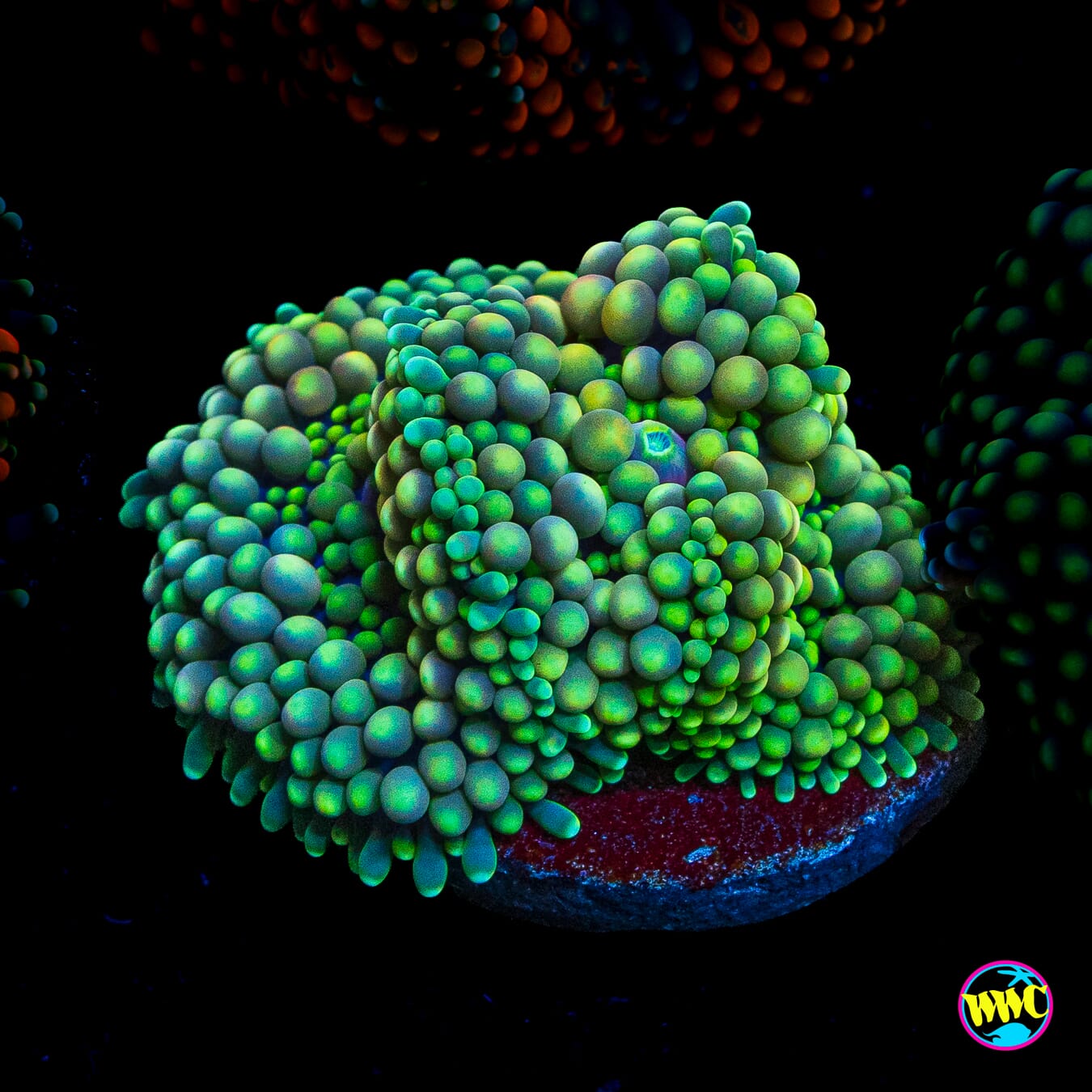 Sour Willy Ricordea Mushroom
