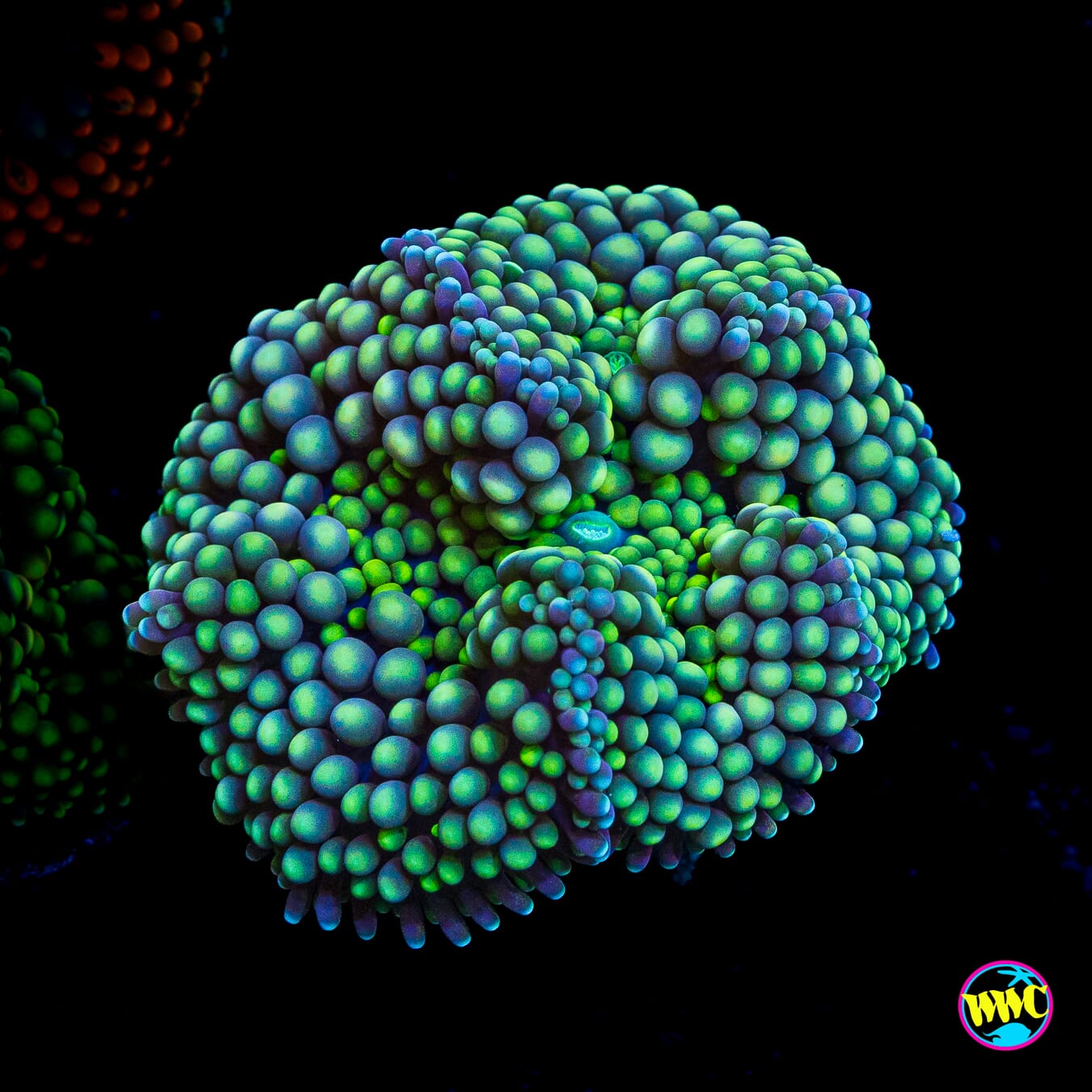 Sour Willy Ricordea Mushroom
