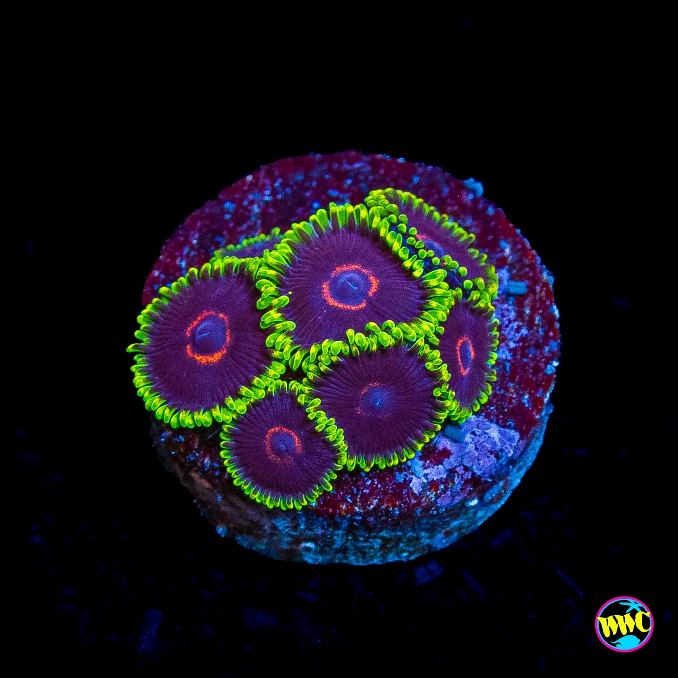 WWC Evil Heart Zoanthids