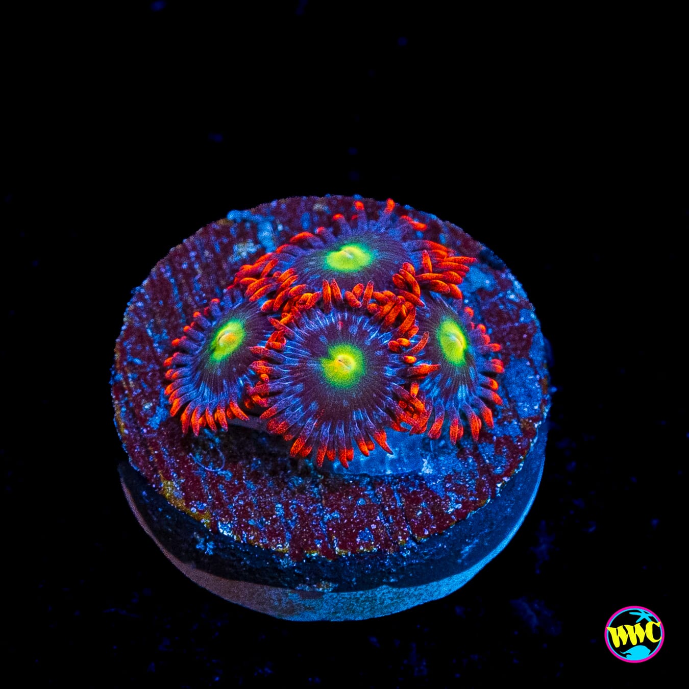 WWC Monster Mash Zoanthids