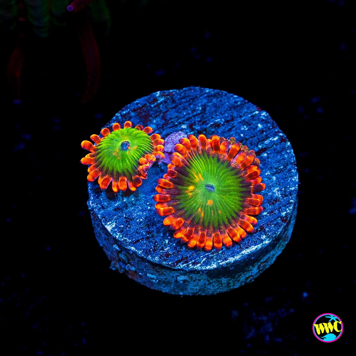 Oompa Loompa Zoanthids