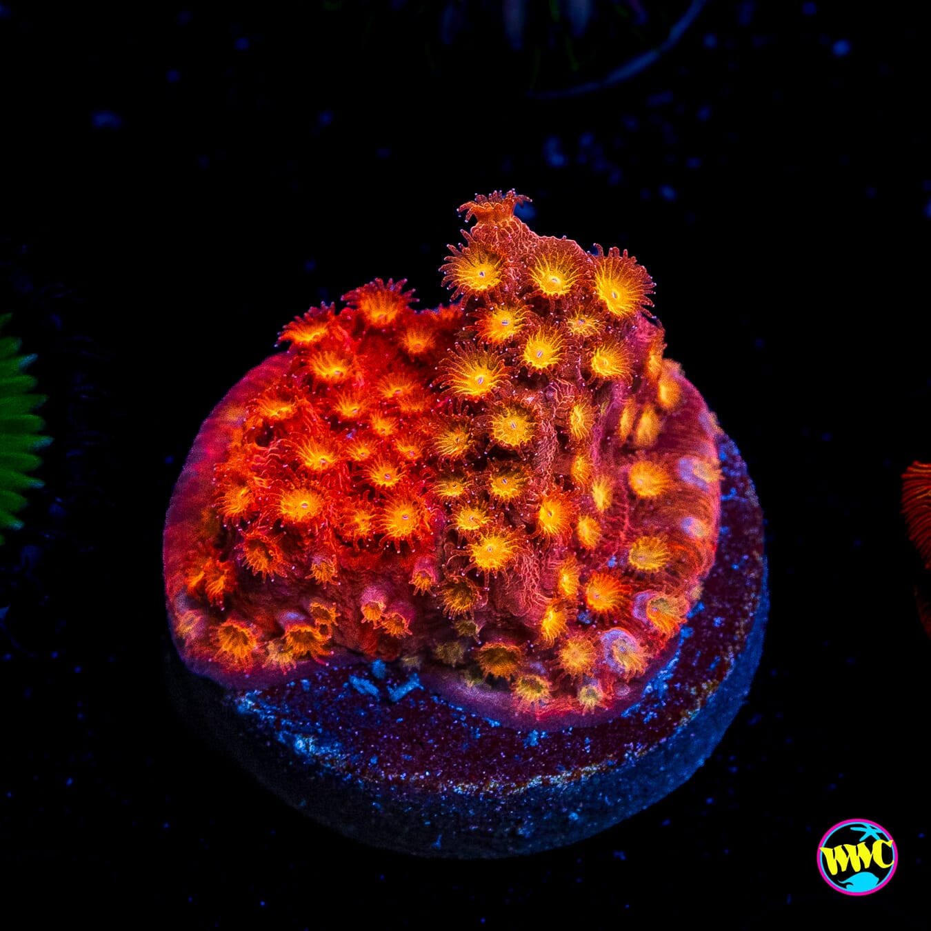 Grafted WWC Hi-Cee Cyphastrea