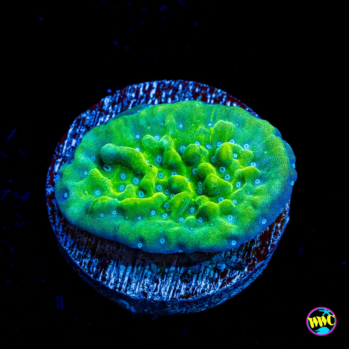 WWC Lucky Charmz Montipora