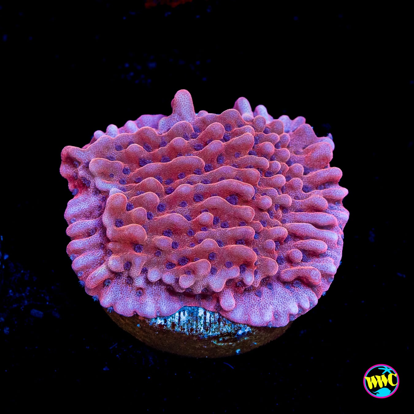 Jason Fox Slow Burner Montipora
