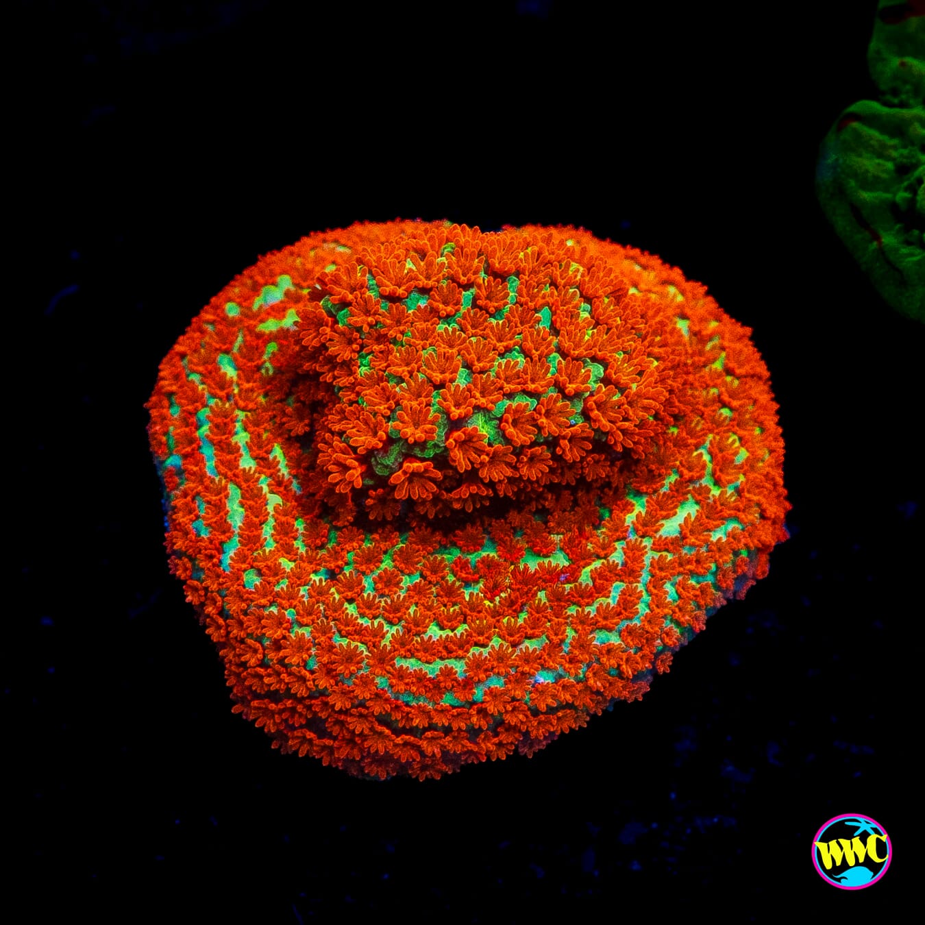 Reverse Sunset Montipora