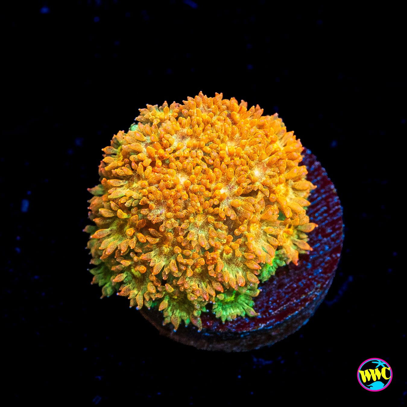 WWC Captain Crunch Micro Goniopora