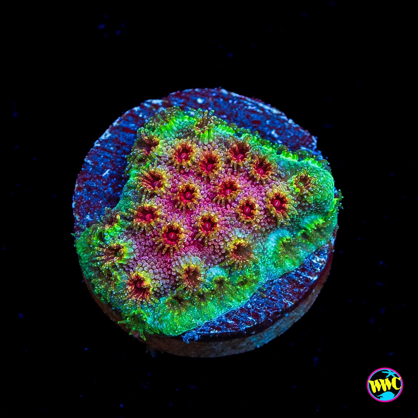 WWC Bronco Berry Cyphastrea