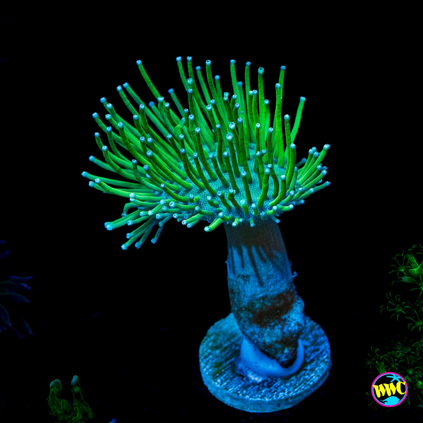 WWC Neon Long Polyp Toadstool Leather
