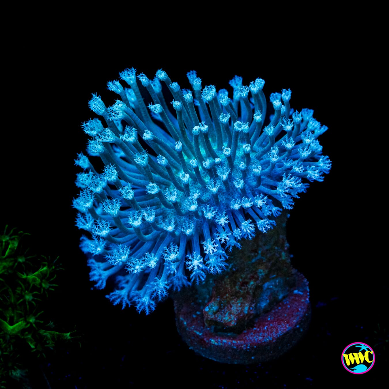 WWC Silver Polyp Toadstool Leather