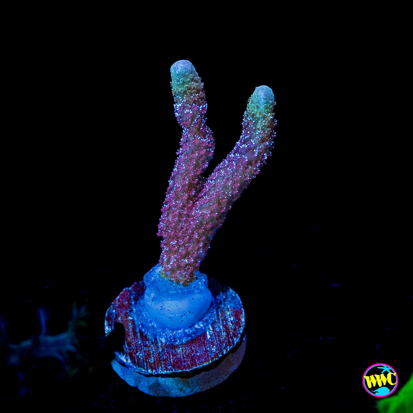 ORA German Blue Digitata Montipora