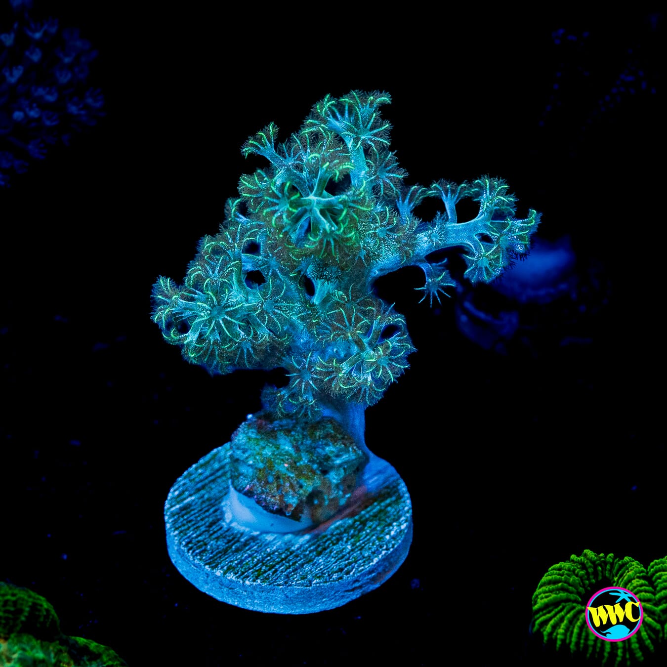 WWC Solomon Hairy Leather