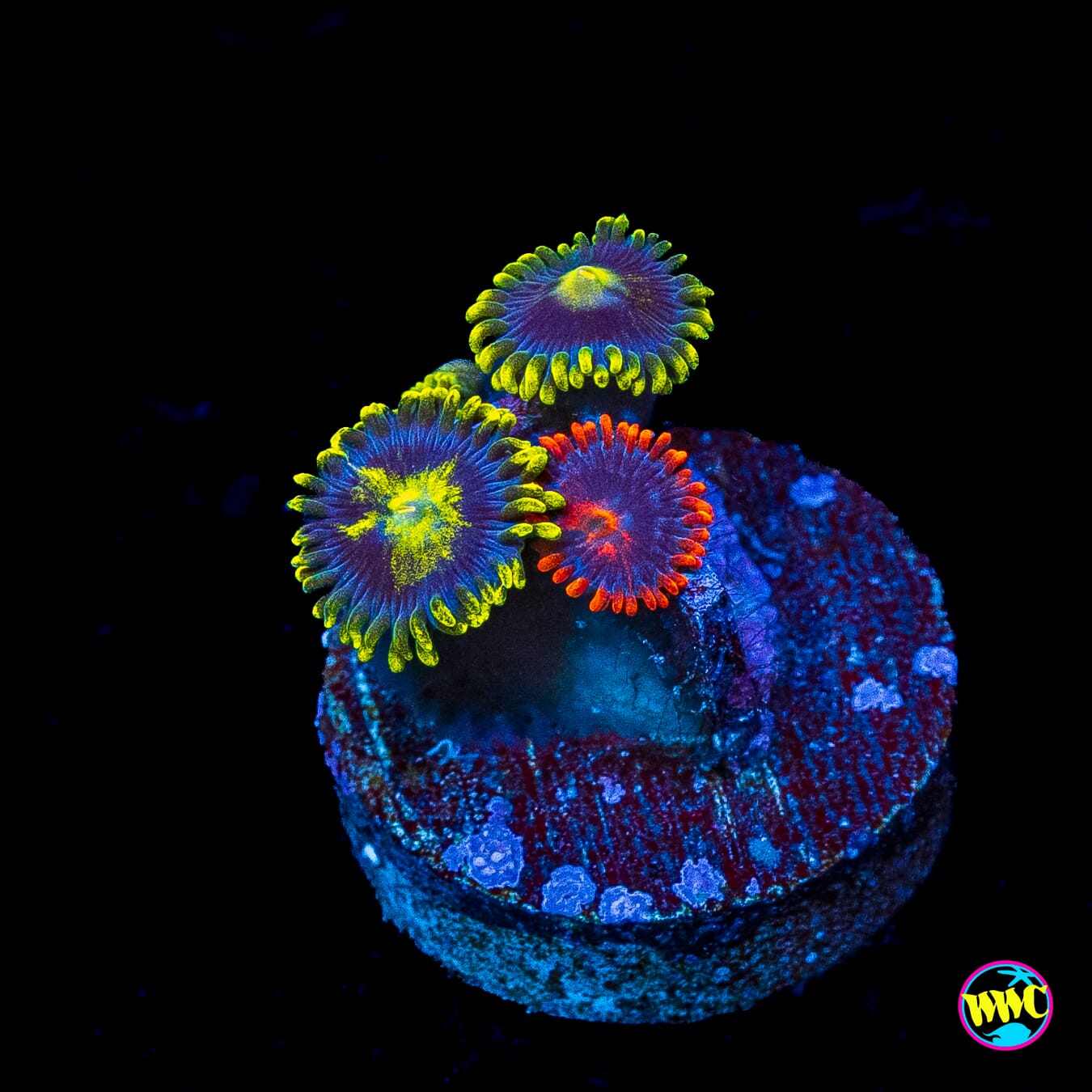 WWC Sunbeam Shuriken Clementine Combo Zoanthids