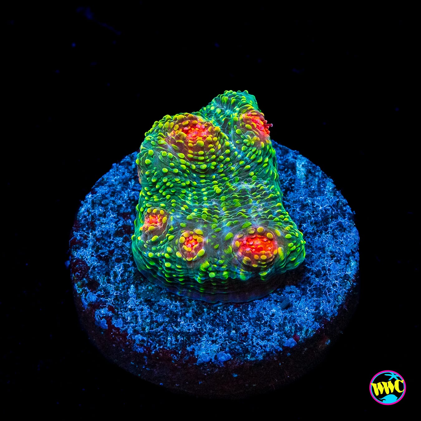WWC Bubblegum Monster Chalice