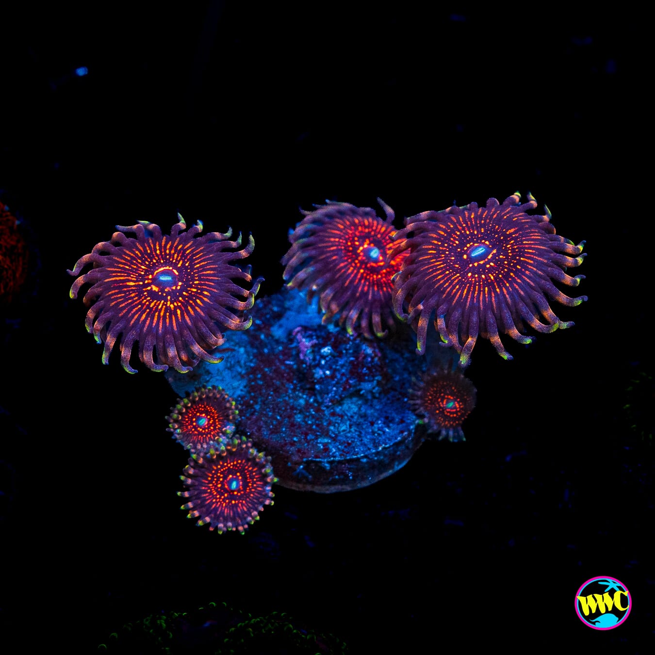 ARC Nightcrawler Zoanthids