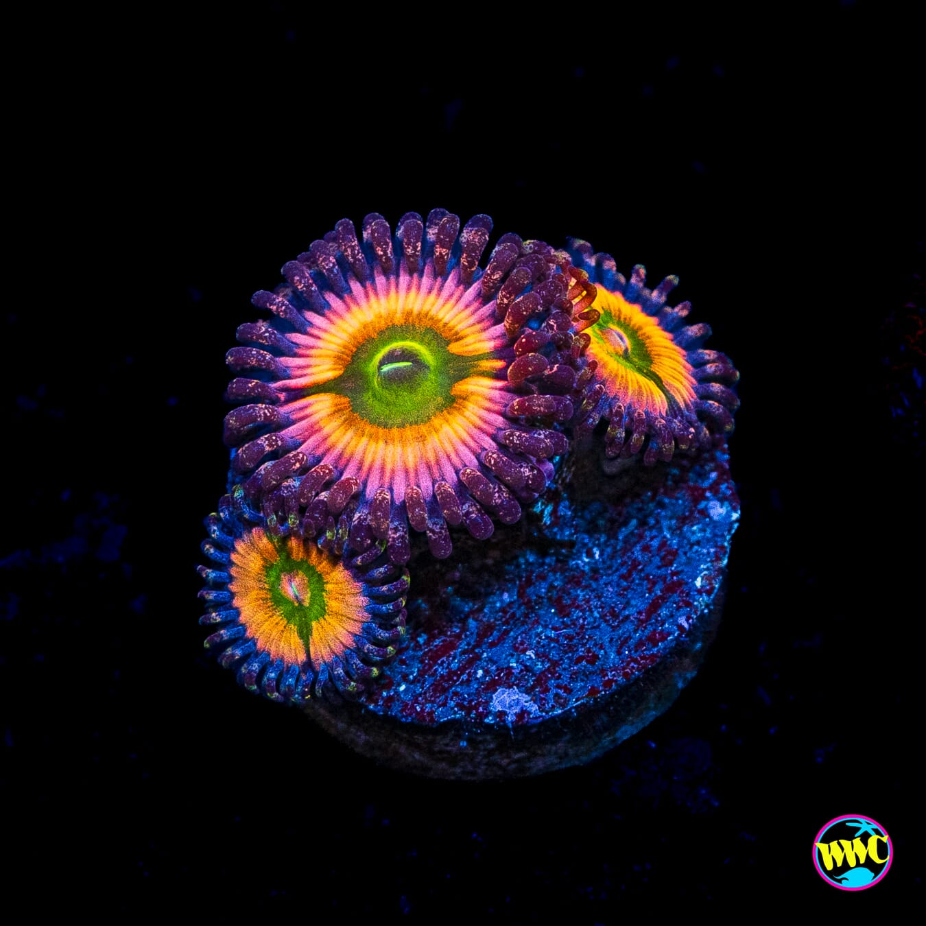 Tyree Rainbow Infusion Zoanthids