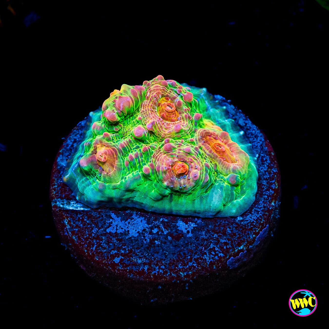 WWC Royal Flush Chalice