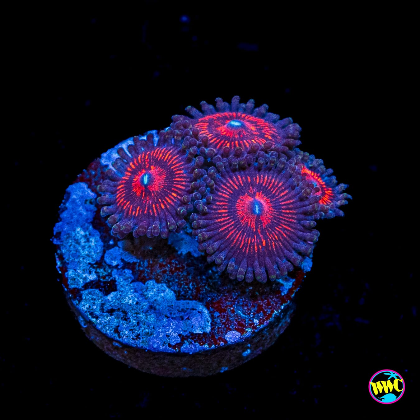 Magnetoz Zoanthids
