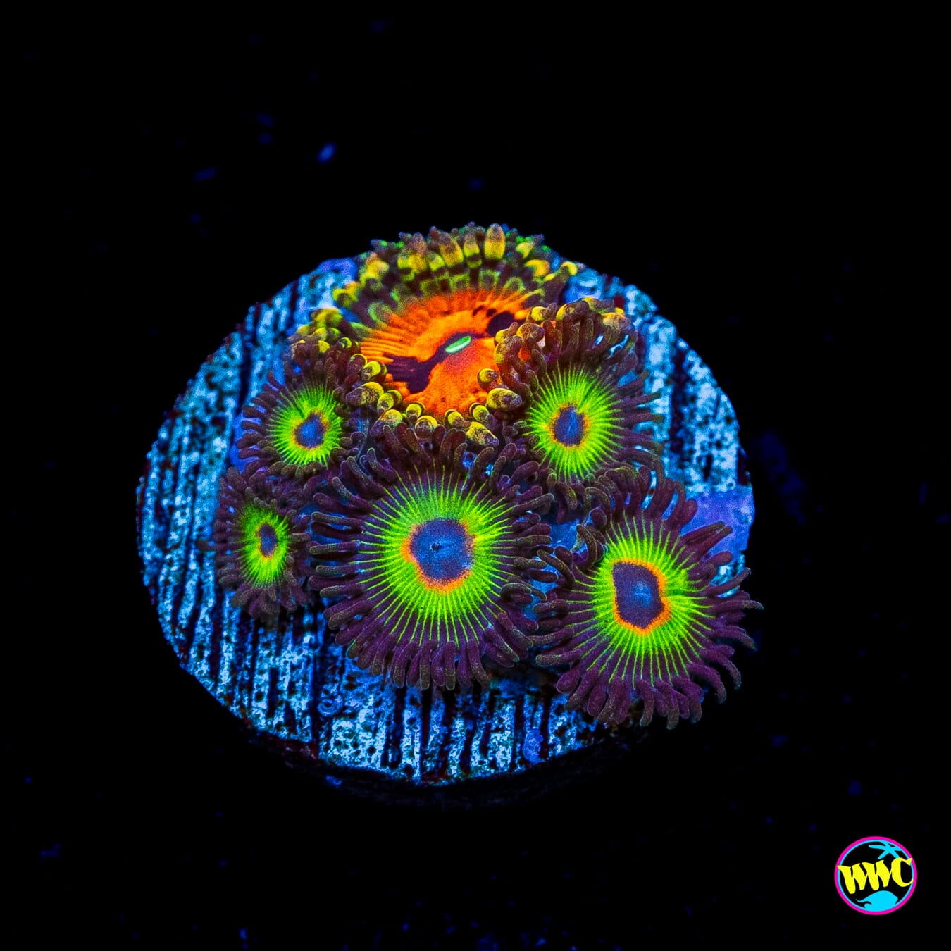 WWC Bob Marley and Bow Tie Blaster Combo Zoanthids