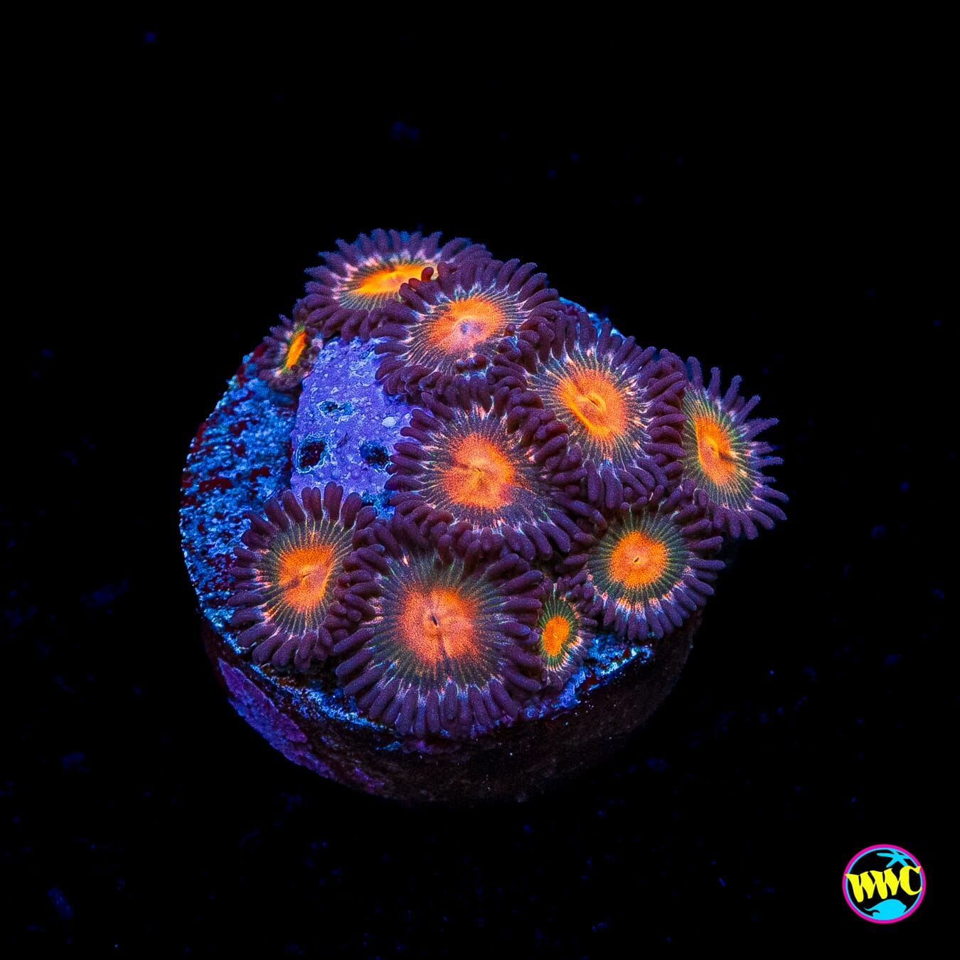 WWC Kiwi Sunset Zoanthids
