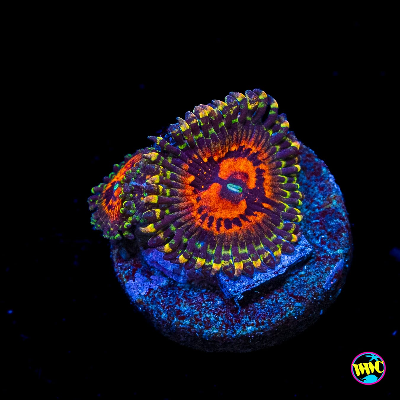 GB Bowtie Blaster Zoanthids
