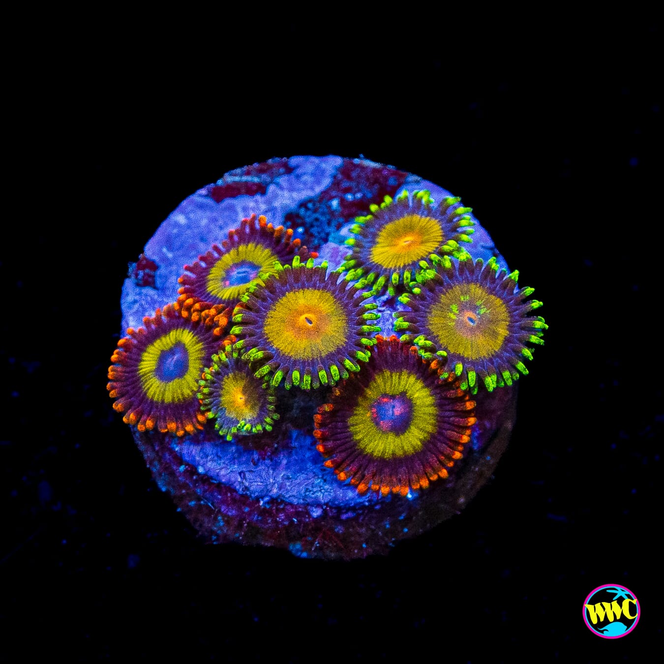 Fruit Loopz Queen Midas Combo Zoanthids
