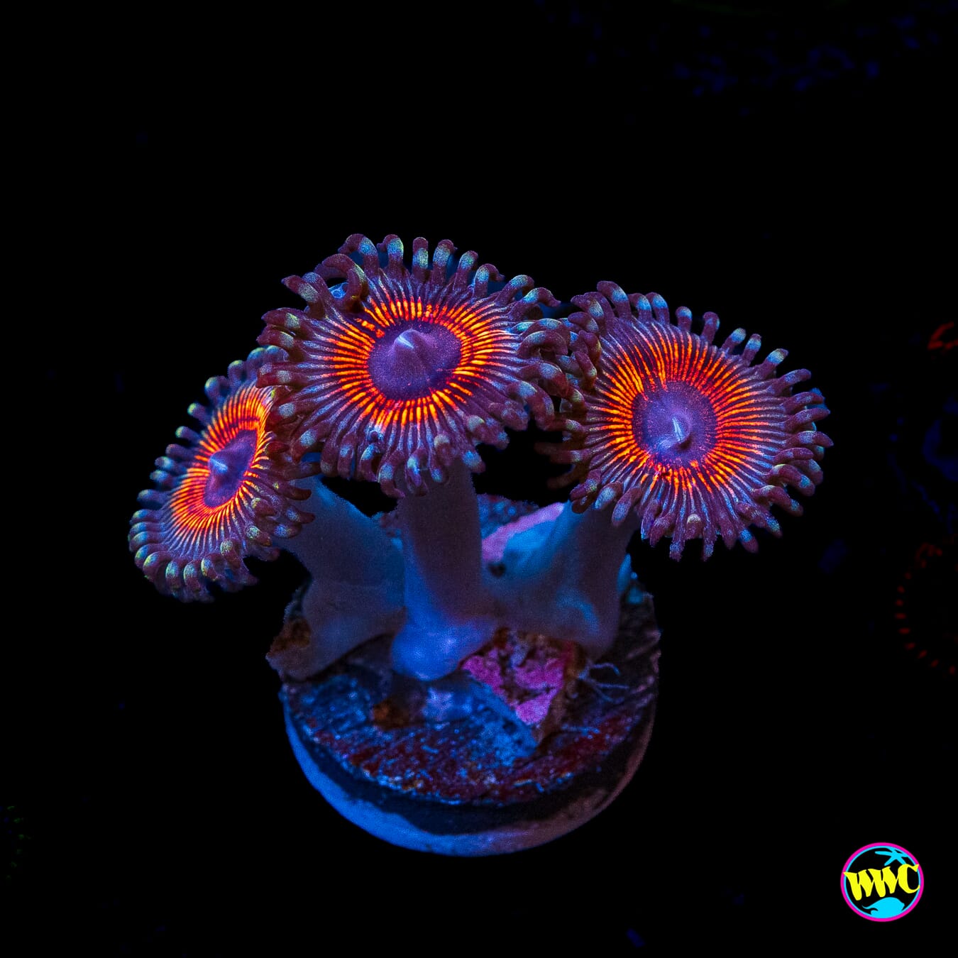 Armor of God Zoanthids