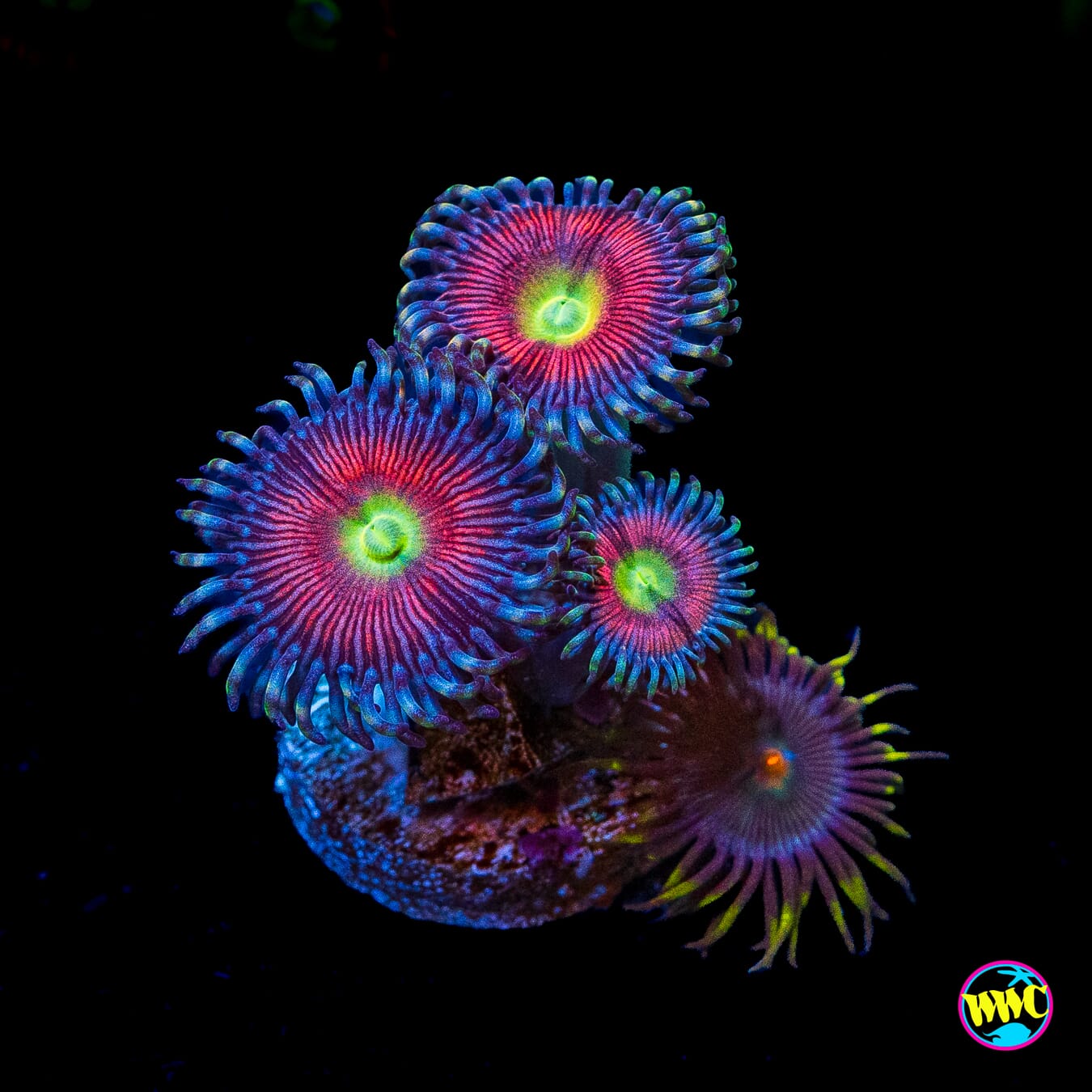 Peacock Pink and Purple Pinwheel Combo Zoanthids
