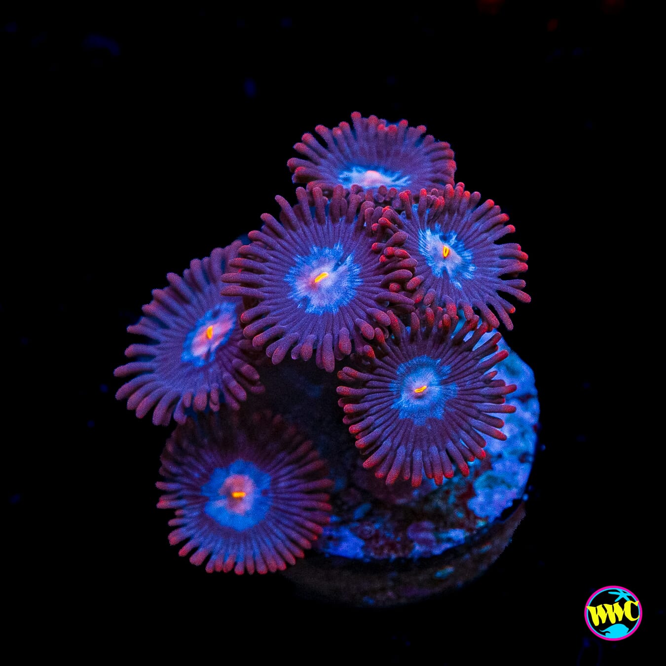 WWC Blue Steel Zoanthids