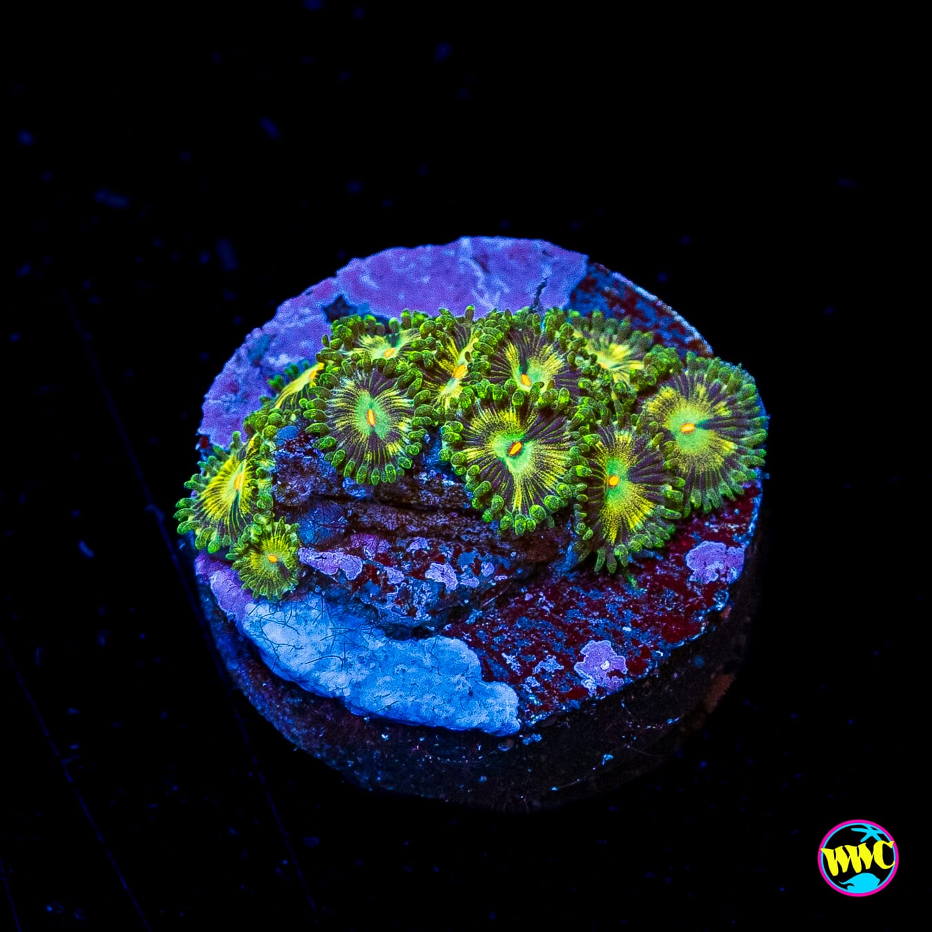 WWC Emerald Nightmare Zoanthids