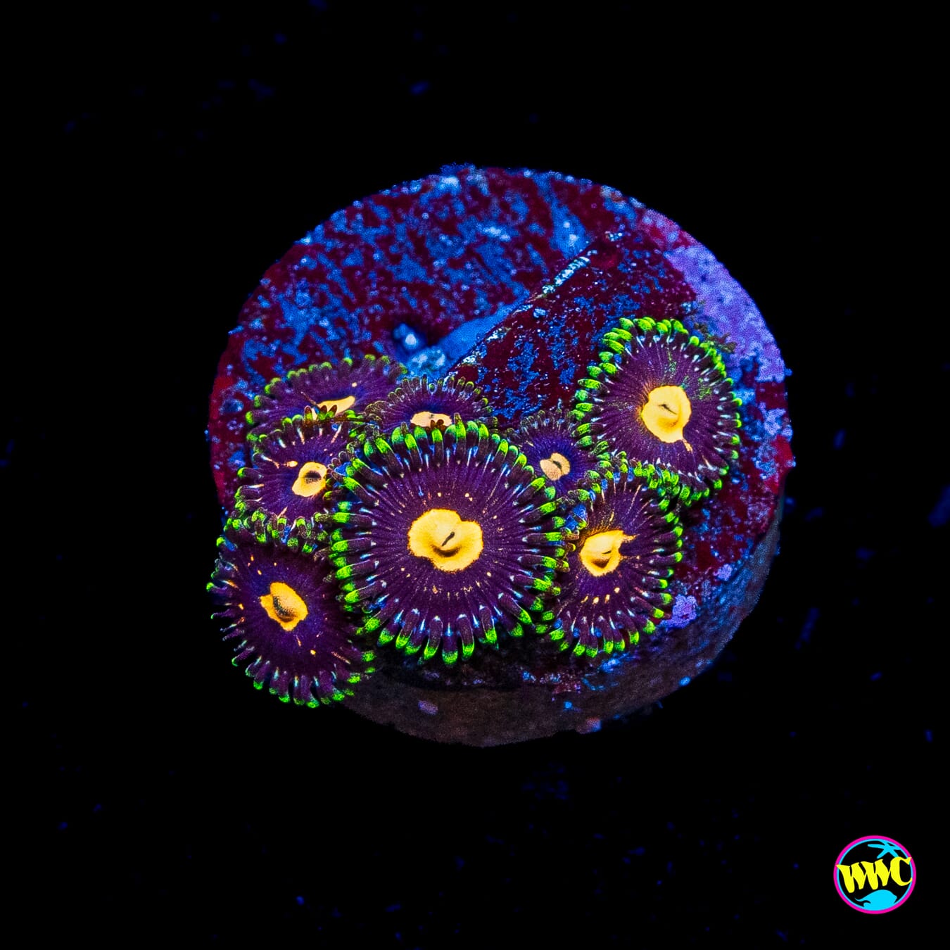 WWC Fortune Cookie Zoanthids