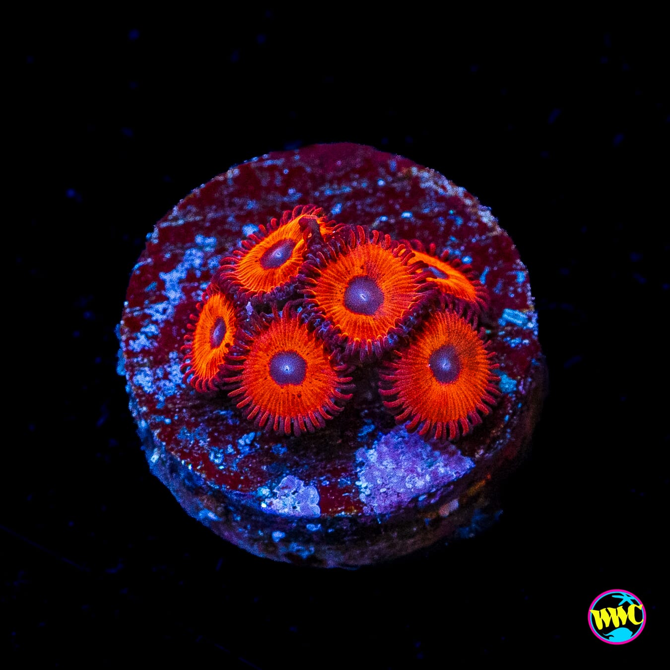 Kedds Reds Zoanthids