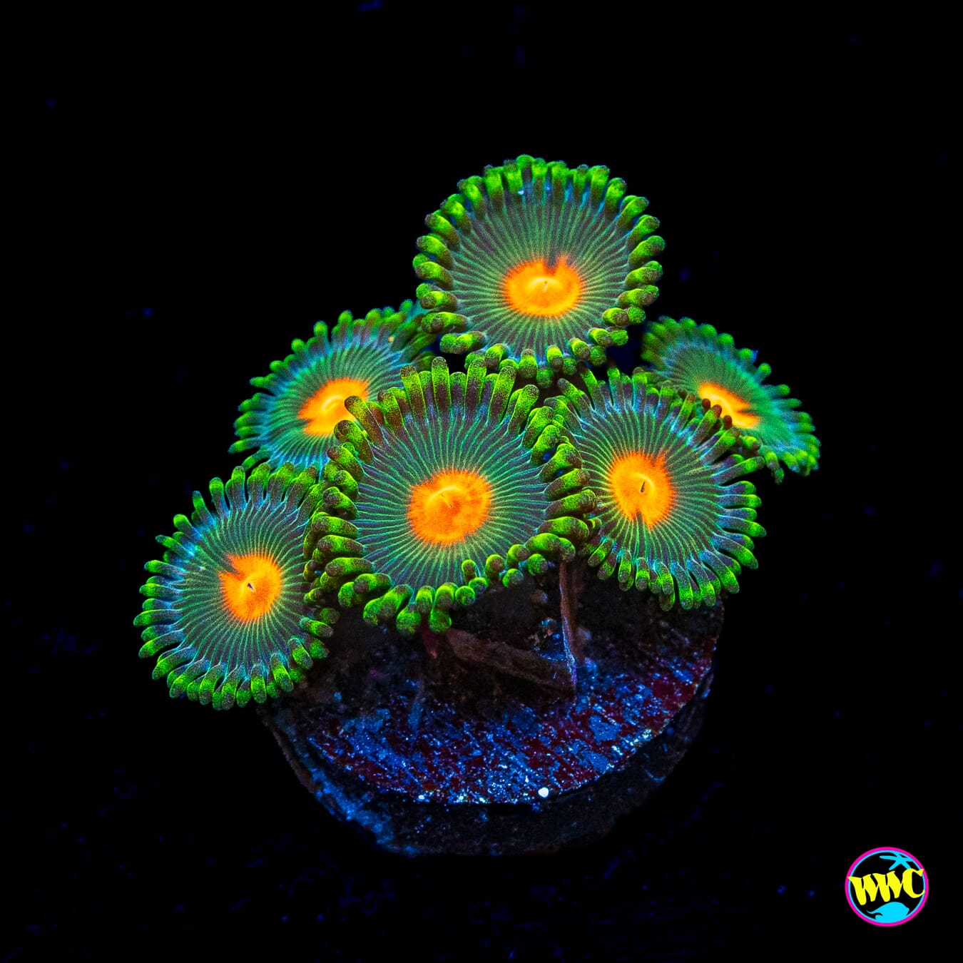 WWC Campfire Zoanthids