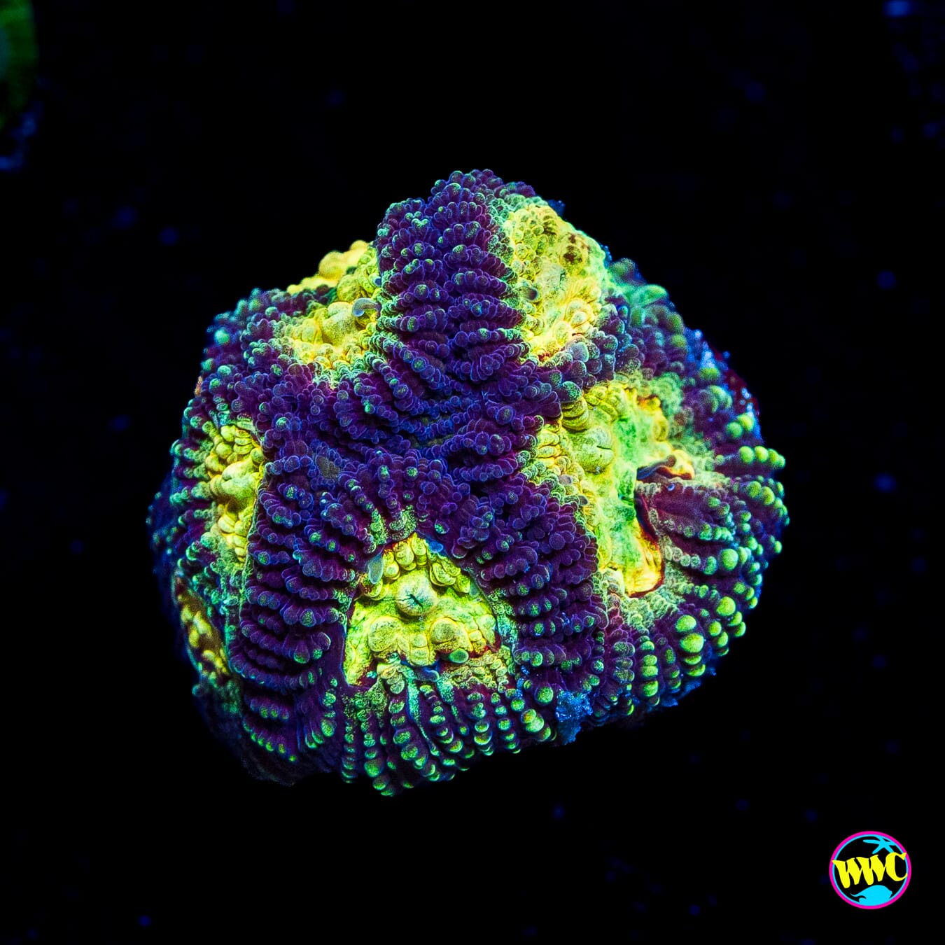 WWC Gold Digger Favia