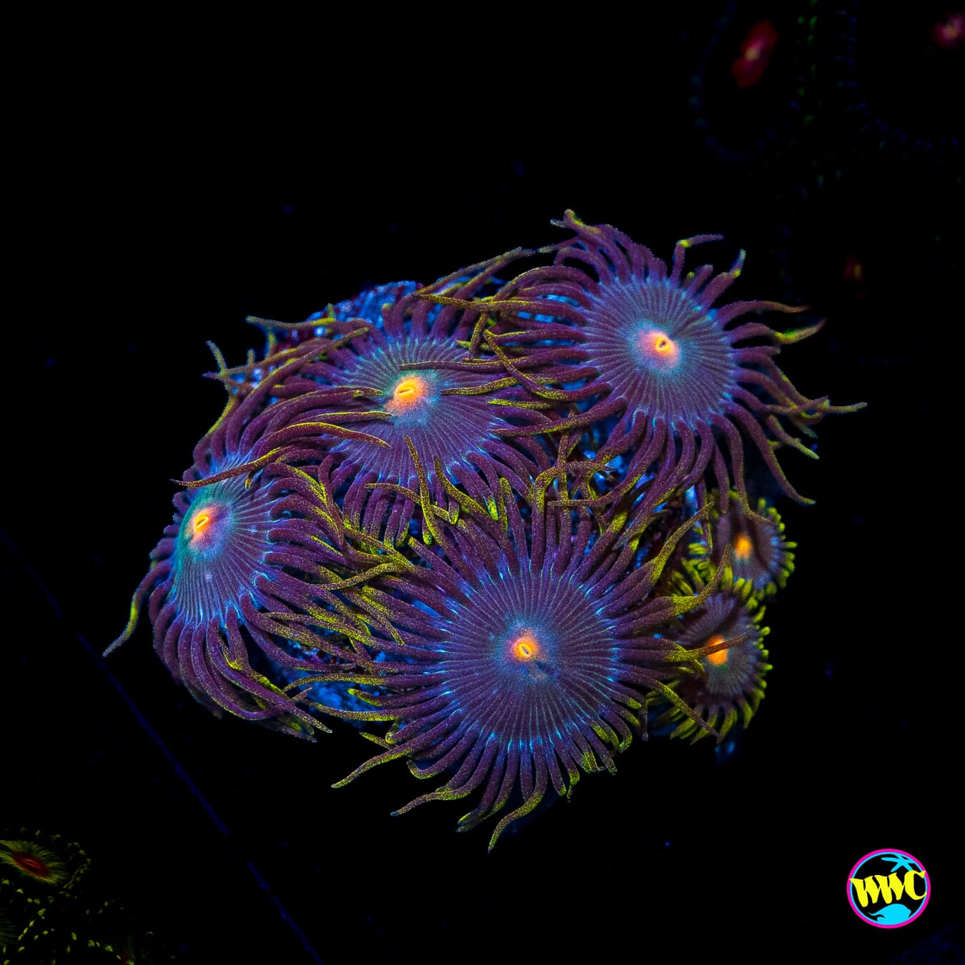 WWC Hairy Gorilla Nipples Zoanthids
