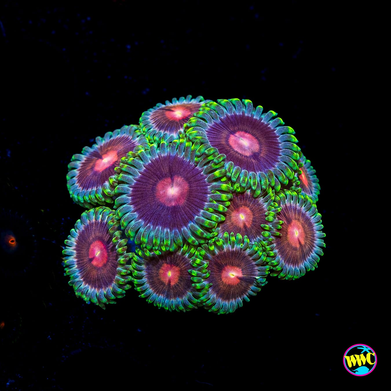 WWC Lucky Kentucky Zoanthids