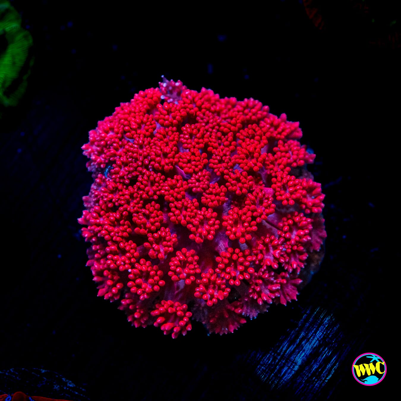 WWC Fire Blast Micro Goniopora