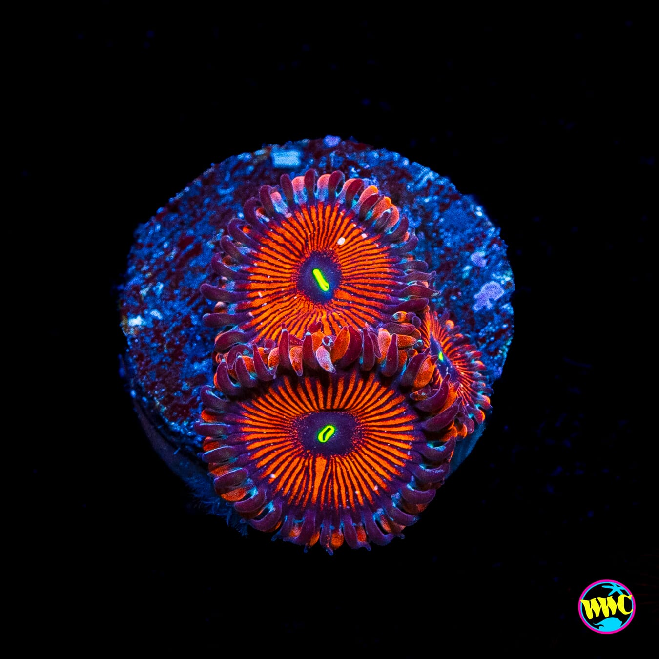 Seduction Zoanthids
