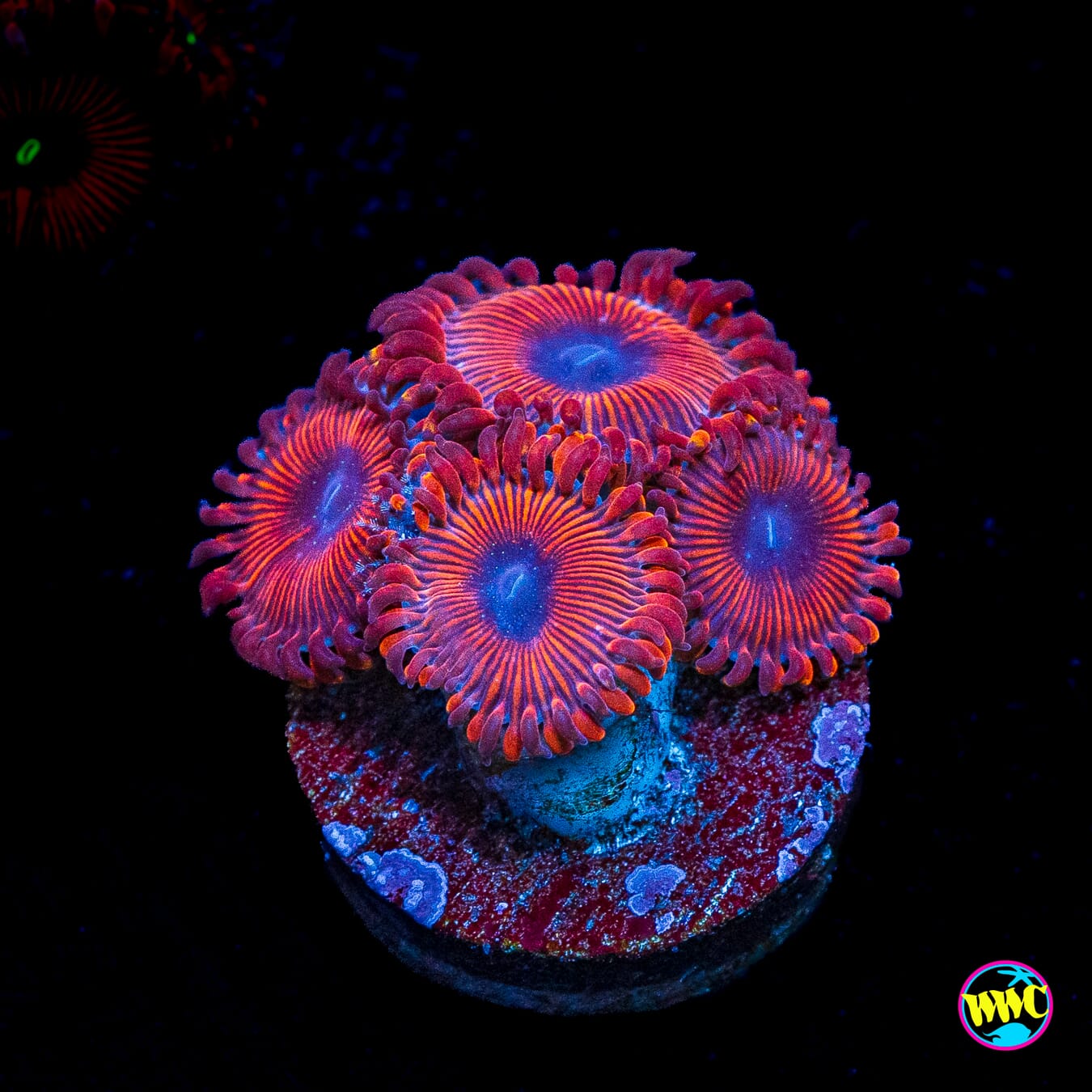 Scarlet Wizard Zoanthids