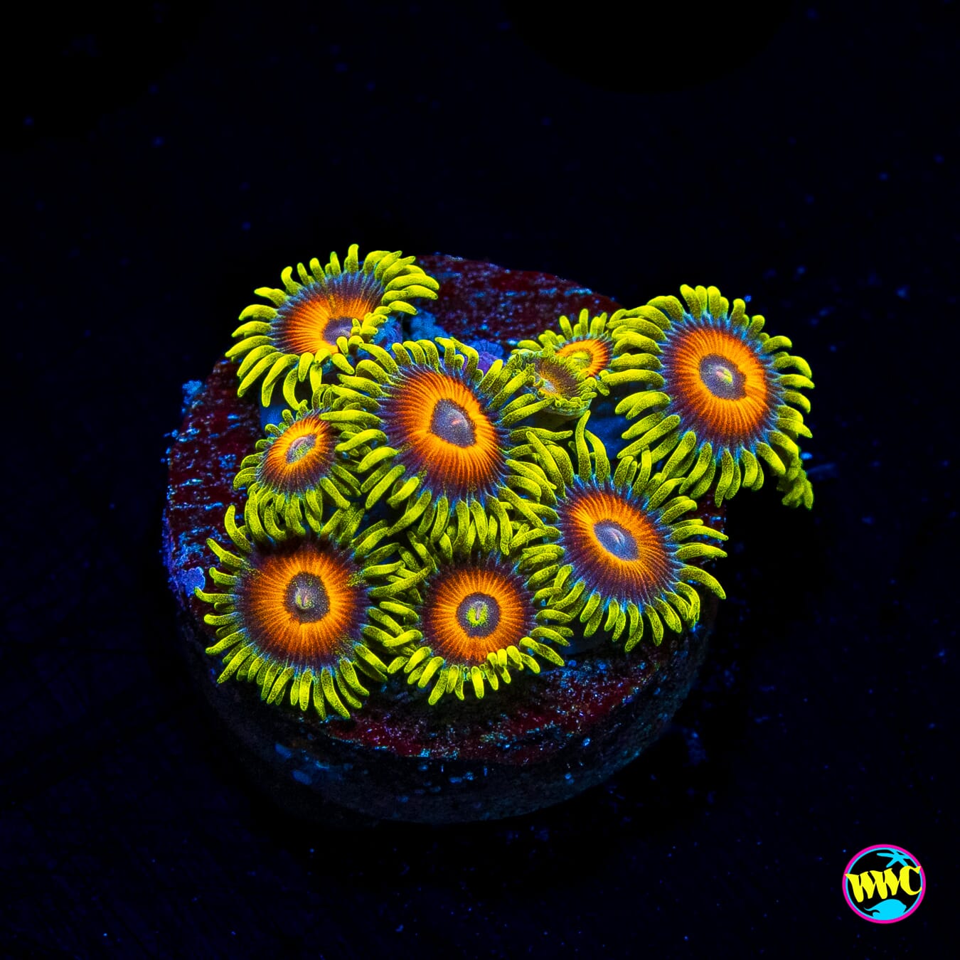 WWC Wildflower Zoanthids