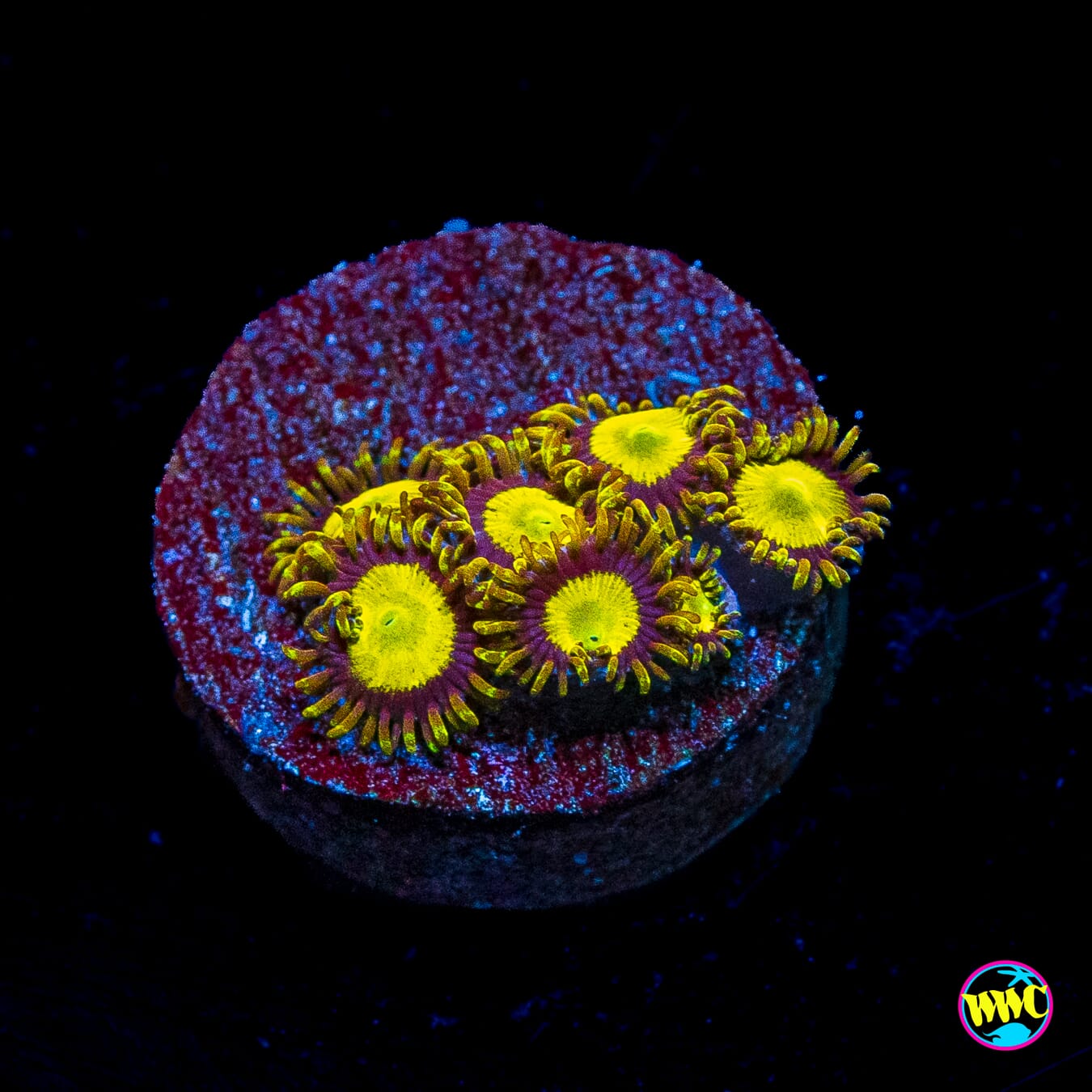 WWC King Midas Zoanthids