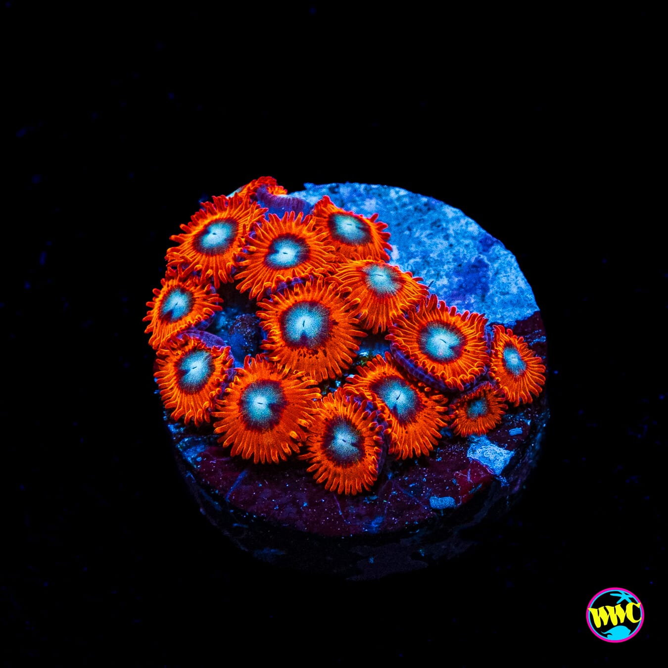 Charmanderz Zoanthids