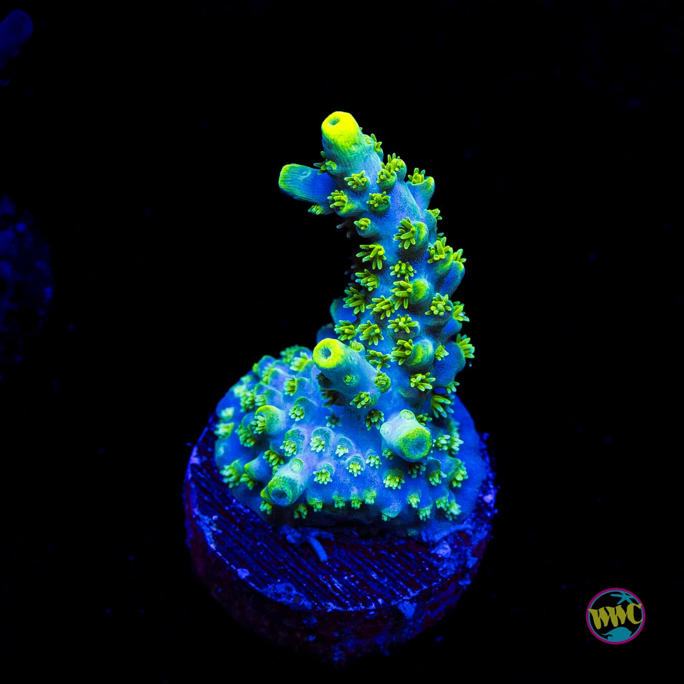 WWC Shark Attack Acropora