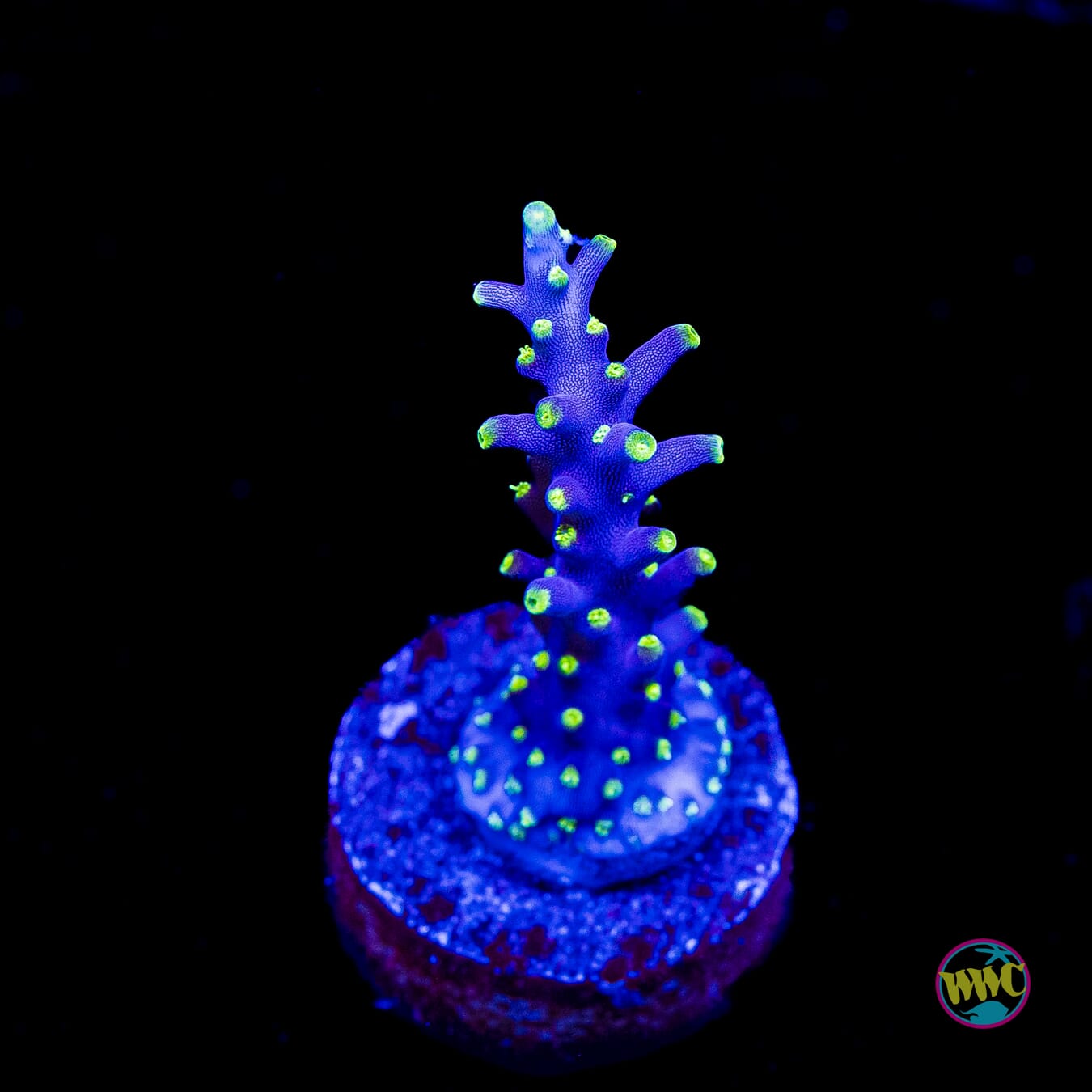 WWC Moonshine Acropora
