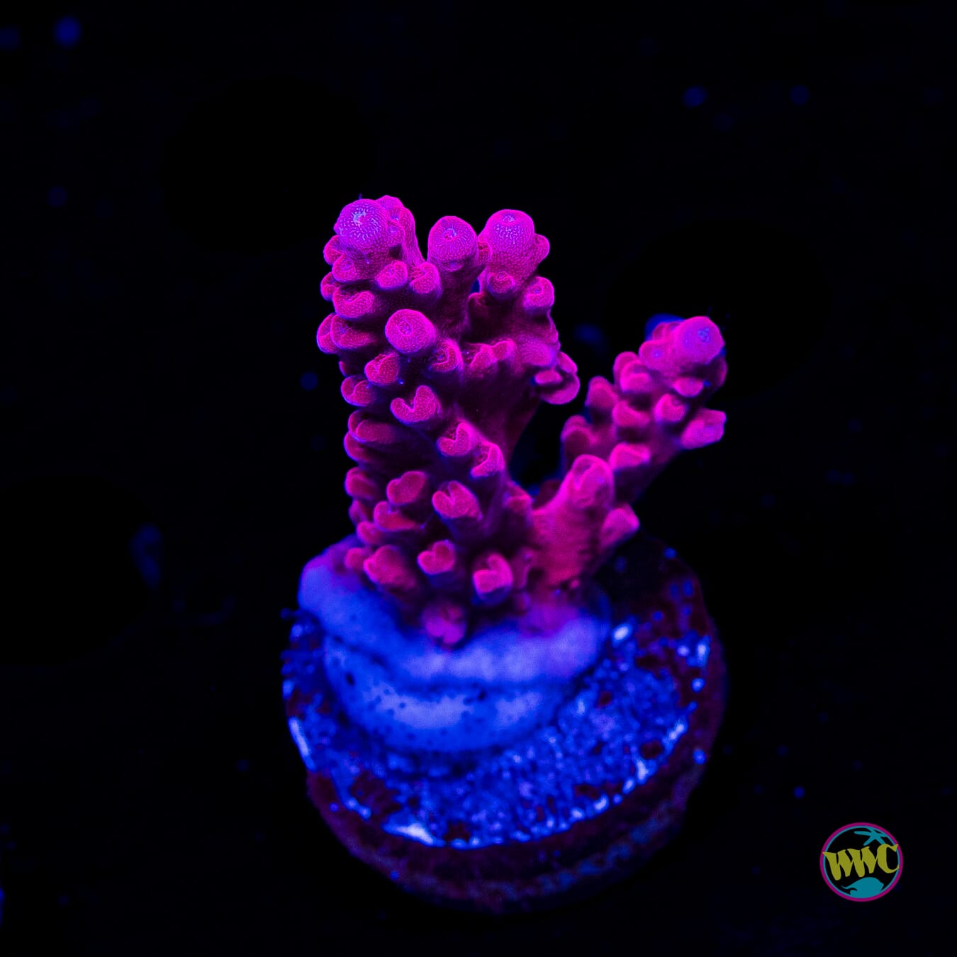 WWC Deep Purple Acropora