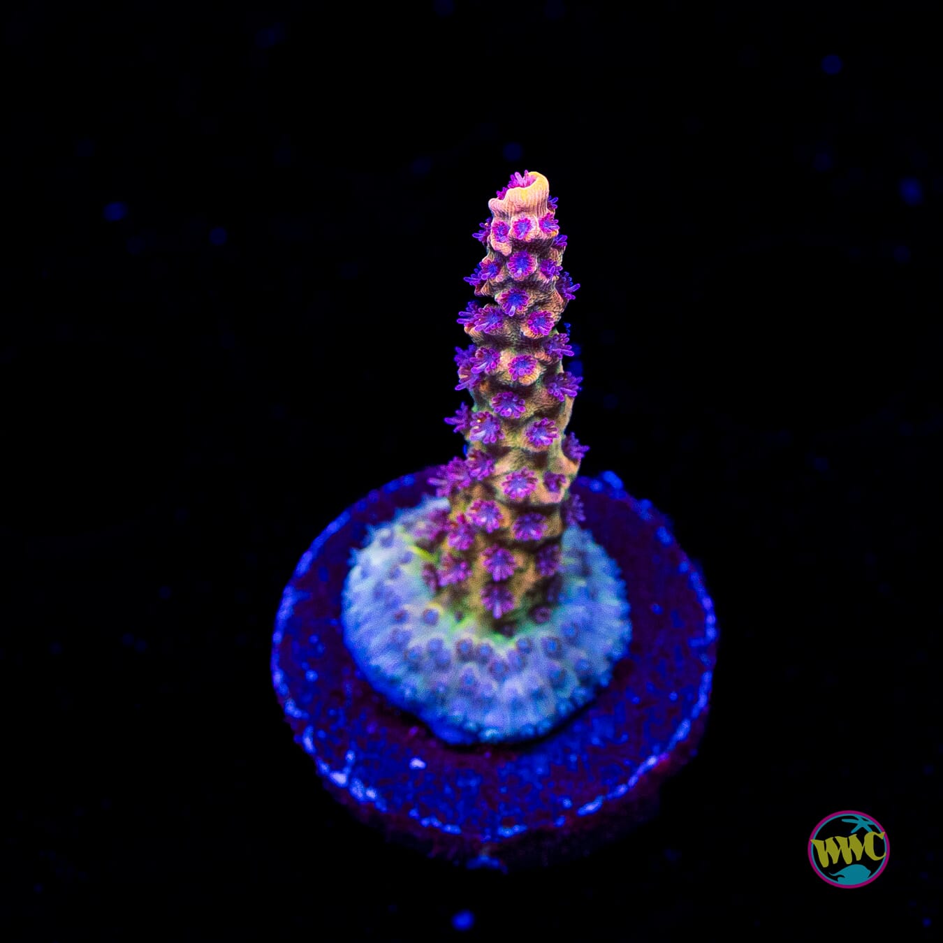Tyree Pink Lemonade Acropora