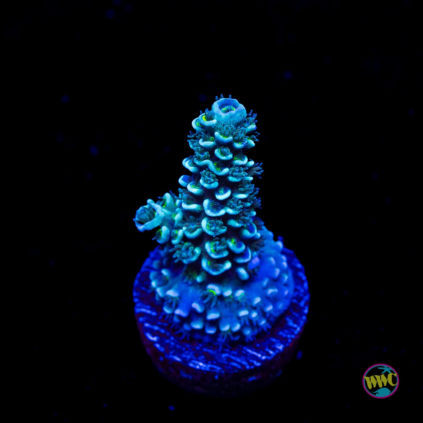 WWC Man on the Moon Hoeksami Acropora