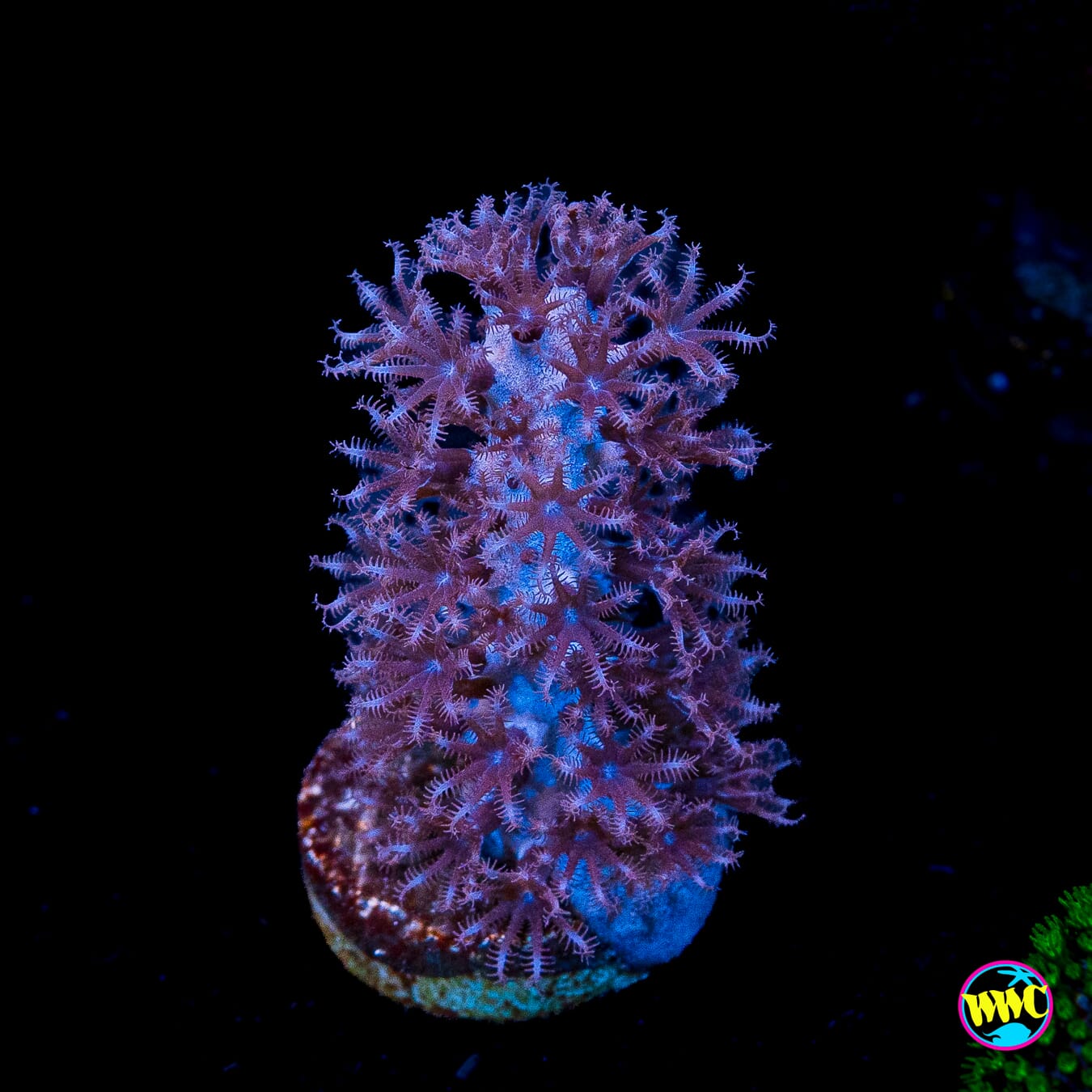 Tracy Morgonian Gorgonian