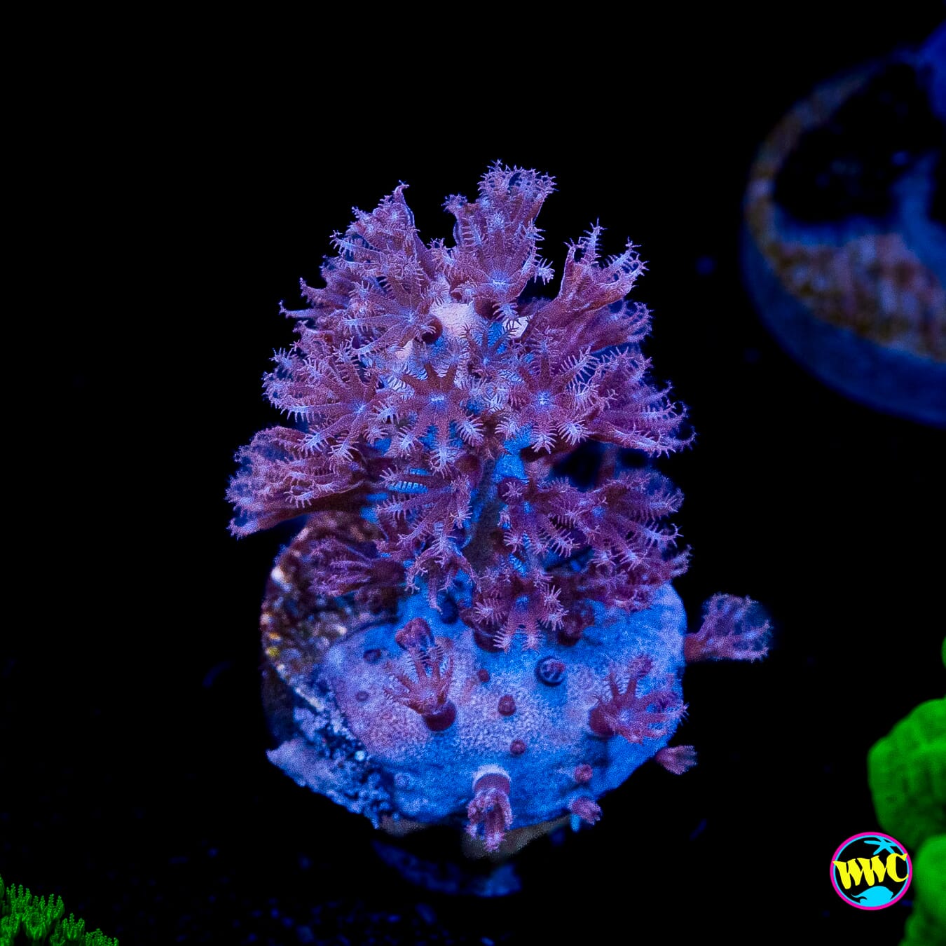 Tracy Morgonian Gorgonian